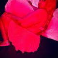  is Female Escorts. | Seattle | Washington | United States | AmorousHug