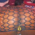 is Female Escorts. | Jonesboro | Arkansas | United States | AmorousHug
