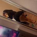  is Female Escorts. | Santa Maria | California | United States | AmorousHug