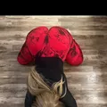  is Female Escorts. | Kitchener | Ontario | Canada | AmorousHug